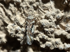 Aristotelia elegantella