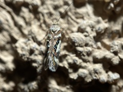 Aristotelia elegantella