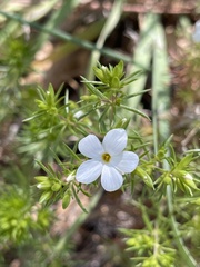 Leptosiphon floribundus
