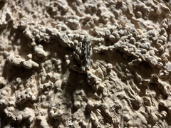 Aristotelia elegantella