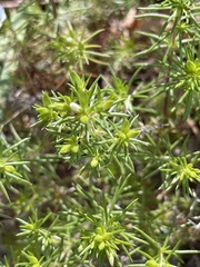 Leptosiphon floribundus