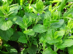 Veronica crista-galli