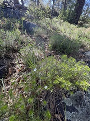 Leptosiphon floribundus