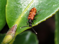 Lemodes atricollis