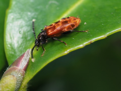 Lemodes atricollis