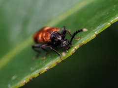 Lemodes atricollis