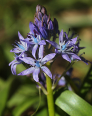 Hyacinthoides reverchonii