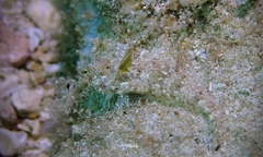 Synchiropus rosulentus