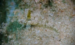 Synchiropus rosulentus