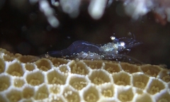 Periclimenes diversipes