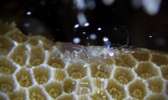 Periclimenes diversipes