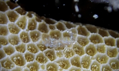 Periclimenes diversipes