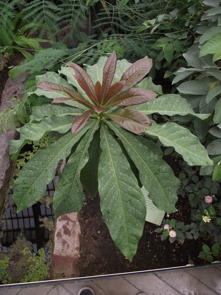 Barringtonia neocaledonica