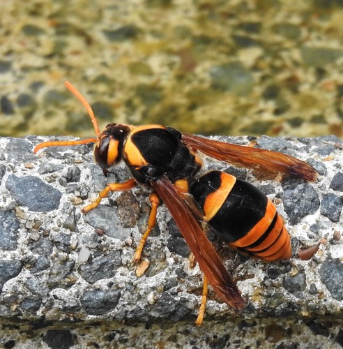 Abispa splendida (Guerin, 1838)