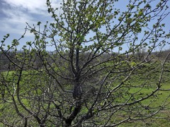 Pyrus salicifolia