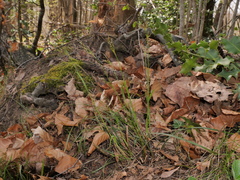 Luzula forsteri