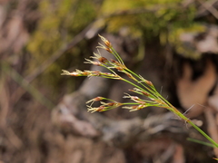 Luzula forsteri