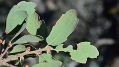 Quercus × alvordiana