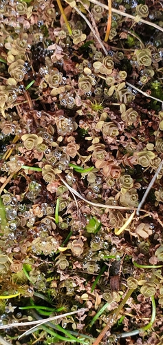 Hypericum rubicundulum (Hypericum rubicundulum)