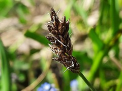 Carex stenophylla