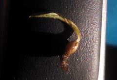 Coprinopsis clastophylla