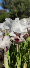 Iris lortetii