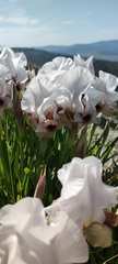 Iris lortetii
