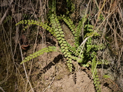 Asplenium trichomanes trichomanes