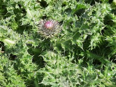 Carduus uncinatus