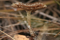 Lentinus