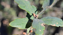 Quercus × alvordiana