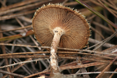 Lentinus