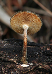 Lentinus