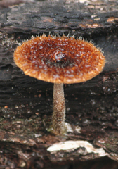 Lentinus