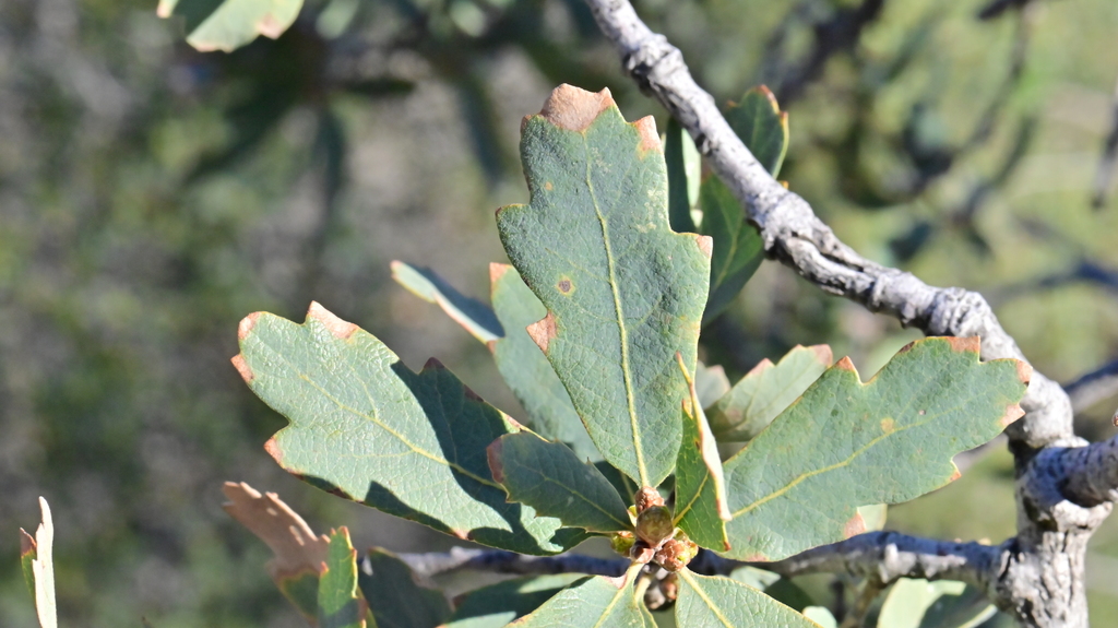 Alvord Oak
