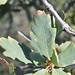 Quercus × alvordiana - Photo 由 Mart Hughes 所上傳的 (c) Mart Hughes，保留部份權利CC BY-NC