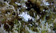 Colpodaspis thompsoni