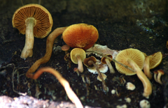 Gymnopilus lepidotus