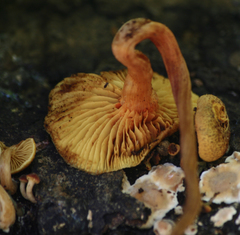 Gymnopilus lepidotus