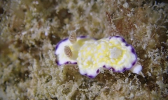 Goniobranchus albopustulosus