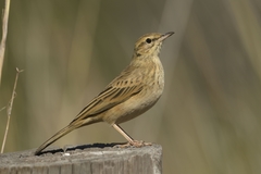 Anthus nicholsoni