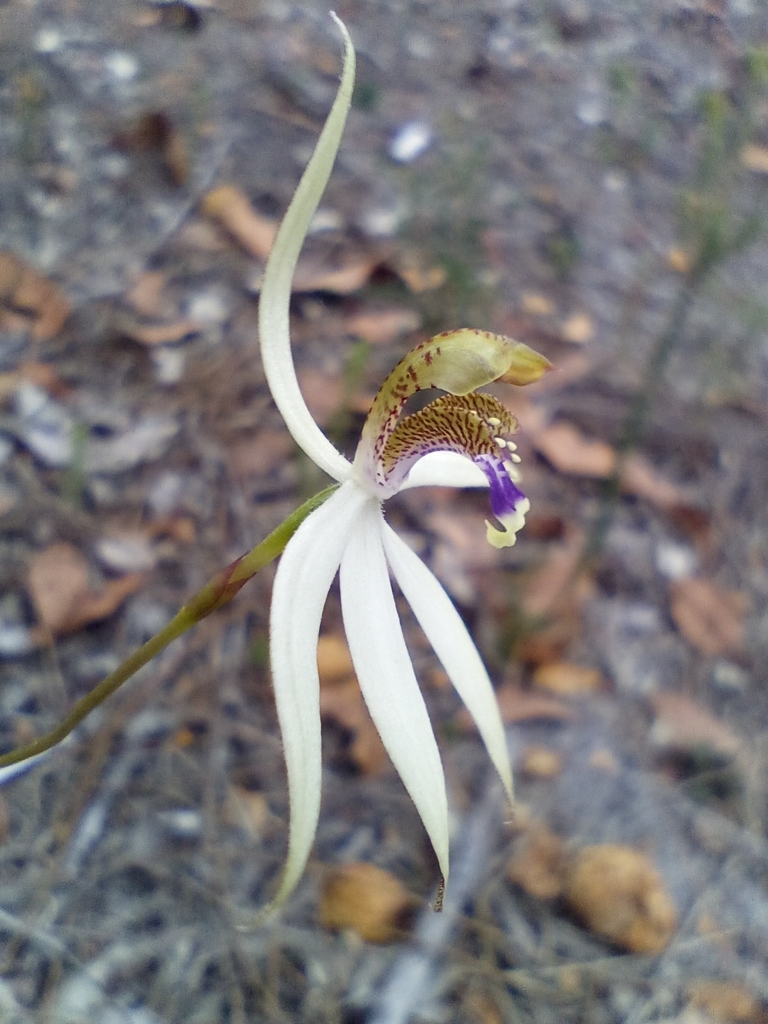 Praecoxanthus aphyllus