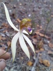 Praecoxanthus aphyllus