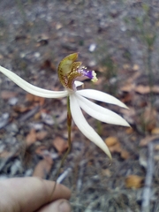 Praecoxanthus aphyllus