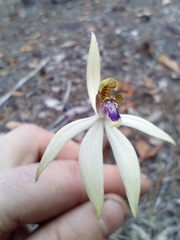 Praecoxanthus aphyllus