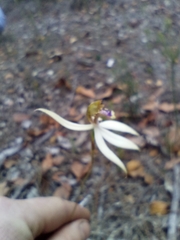 Praecoxanthus aphyllus