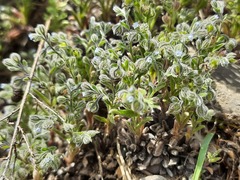 Rochelia retorta