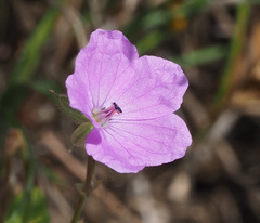 Erodium subintegrifolium