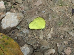Eurema ada iona
