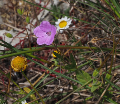 Erodium subintegrifolium